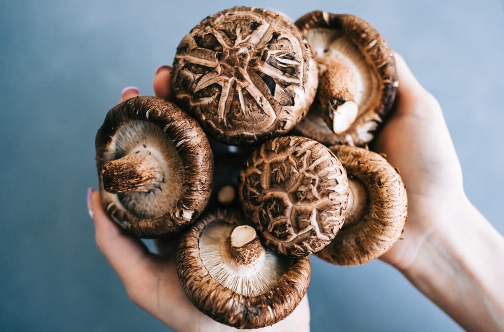 shiitake mushroom benefits, shiitake, shiitake mushrooms, mushrooms