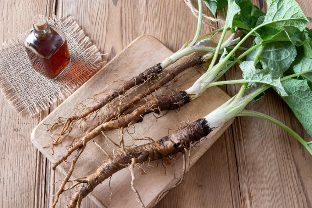 Burdock root and burdock root oil 