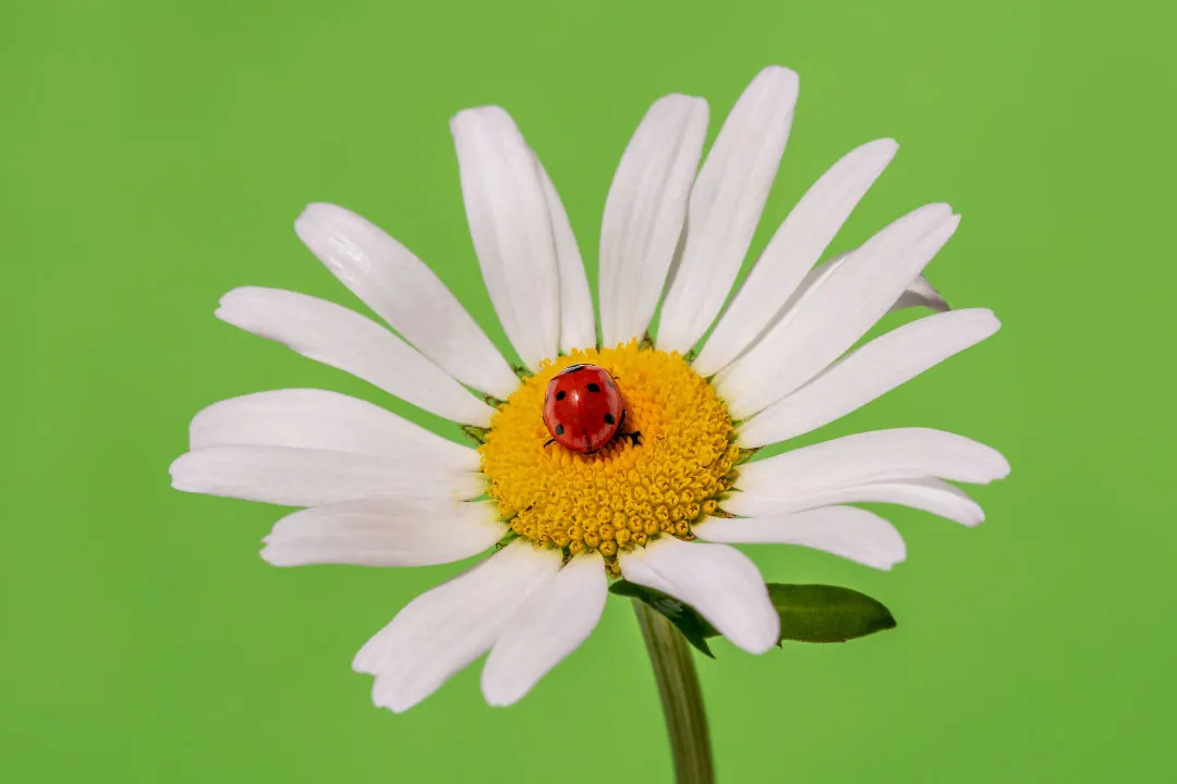 chamomile for sleep