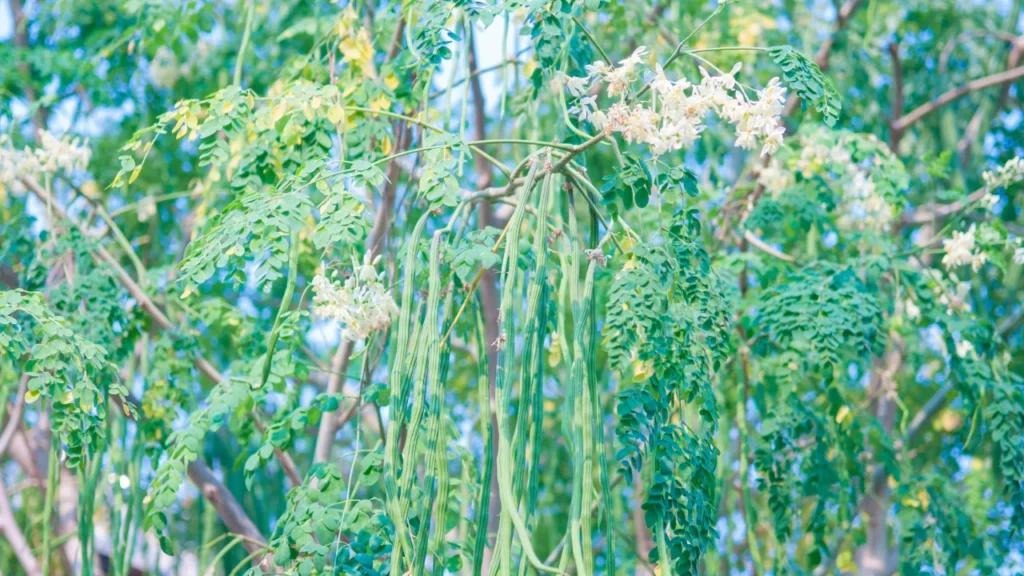 Moringa tree