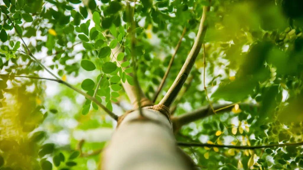 Moringa oleifera 