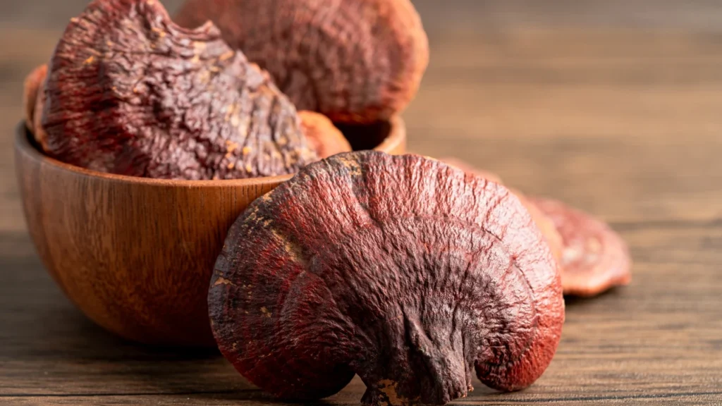 reishi mushroom for immune system